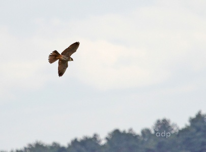 Hobby (Falco subbuteo) adult hawking insects,  Alan Prowse